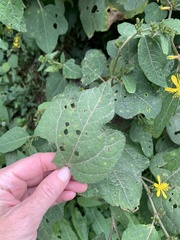 Triumfetta semitriloba