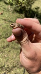 Hyperolius viridiflavus