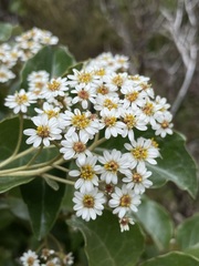 Olearia arborescens