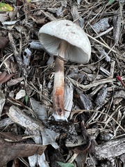Leucoagaricus