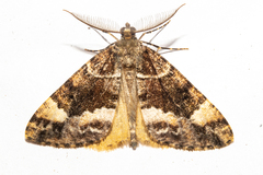 Pseudocoremia productata