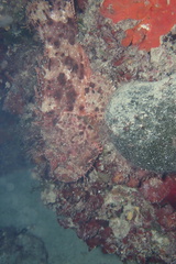 Scorpaena scrofa