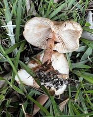 Leucoagaricus