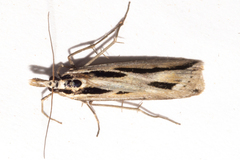Scoparia claranota