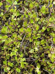 Muehlenbeckia