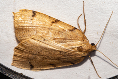 Sestra humeraria