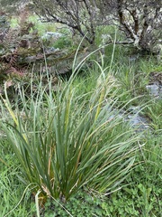 Chionochloa