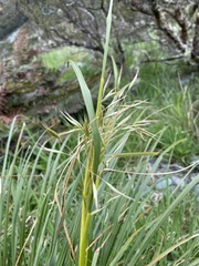 Chionochloa