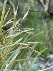 Chionochloa