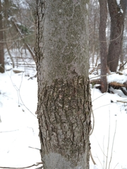 Neonectria ditissima