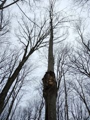 Neonectria ditissima