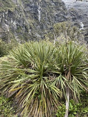 Aciphylla