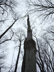 Neonectria ditissima