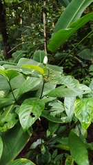 Palicourea racemosa