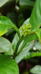 Palicourea racemosa
