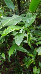 Palicourea racemosa