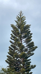 Eutacta