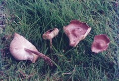 Rhodocollybia prolixa