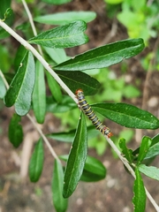 Didugua argentilinea