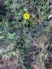 Berlandiera subacaulis