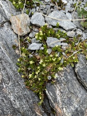 Galium perpusillum