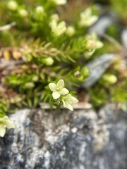 Galium perpusillum