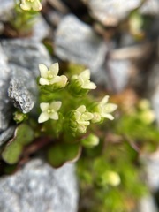 Galium perpusillum