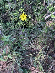 Berlandiera subacaulis