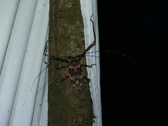 Acrocinus longimanus