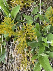 Austrolycopodium fastigiatum