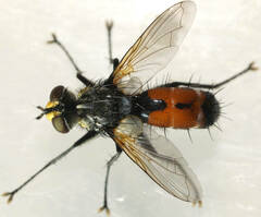 Cylindromyia bimacula