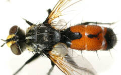 Cylindromyia bimacula