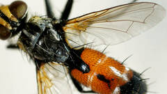 Cylindromyia bimacula