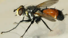 Cylindromyia bimacula