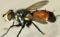 Cylindromyia bimacula