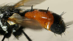 Cylindromyia bimacula