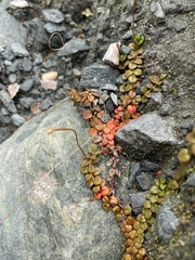 Epilobium brunnescens
