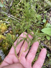 Austrolycopodium fastigiatum