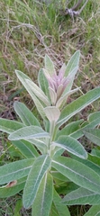 Pterocaulon