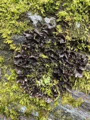 Pseudocyphellaria dissimilis