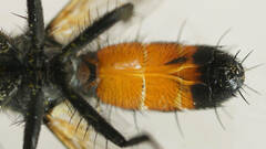 Cylindromyia bimacula