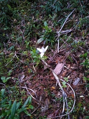 Codonorchis lessonii