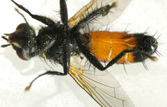 Cylindromyia bimacula