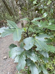 Pseudopanax colensoi