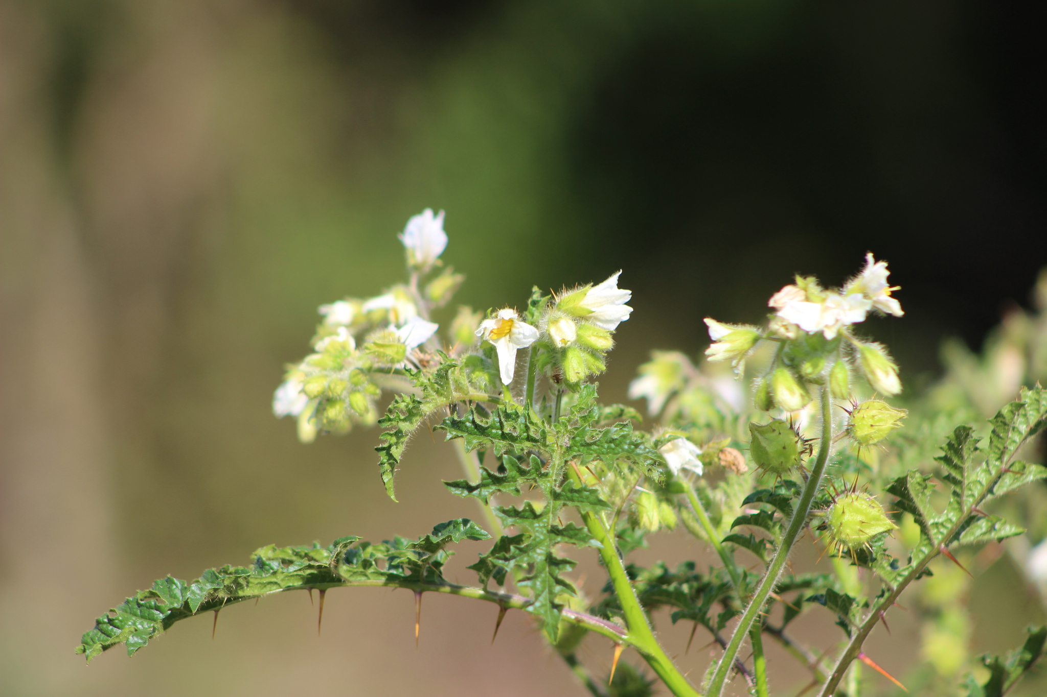 Solanum sisymbriifolium