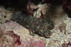 Scyllarus arctus