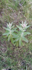 Pterocaulon