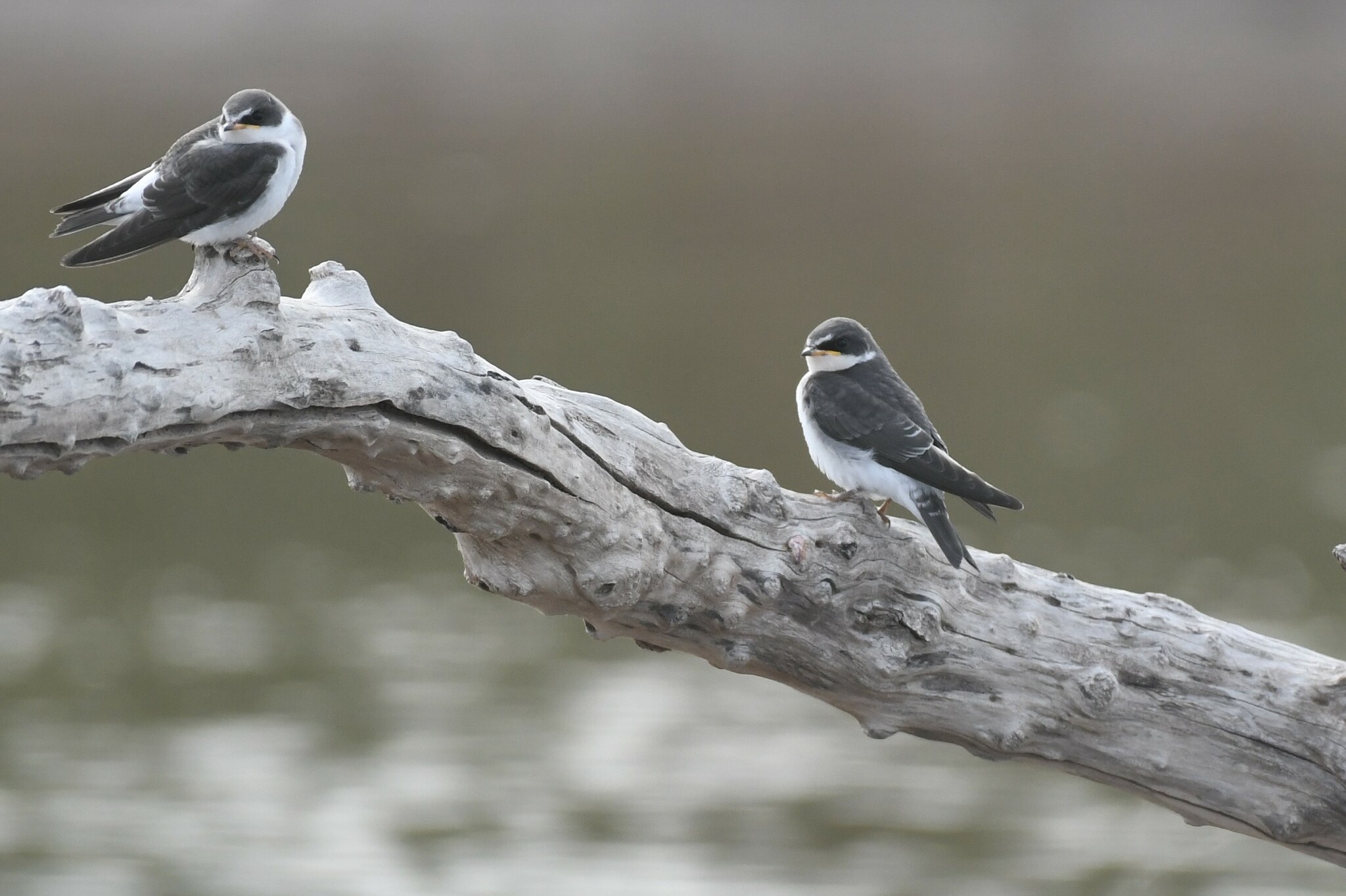 White-rumped Swallow (Tachycineta leucorrhoa)