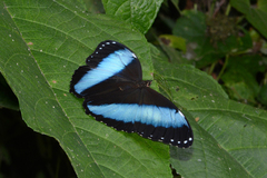 Morpho helenor