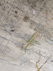 Libethra